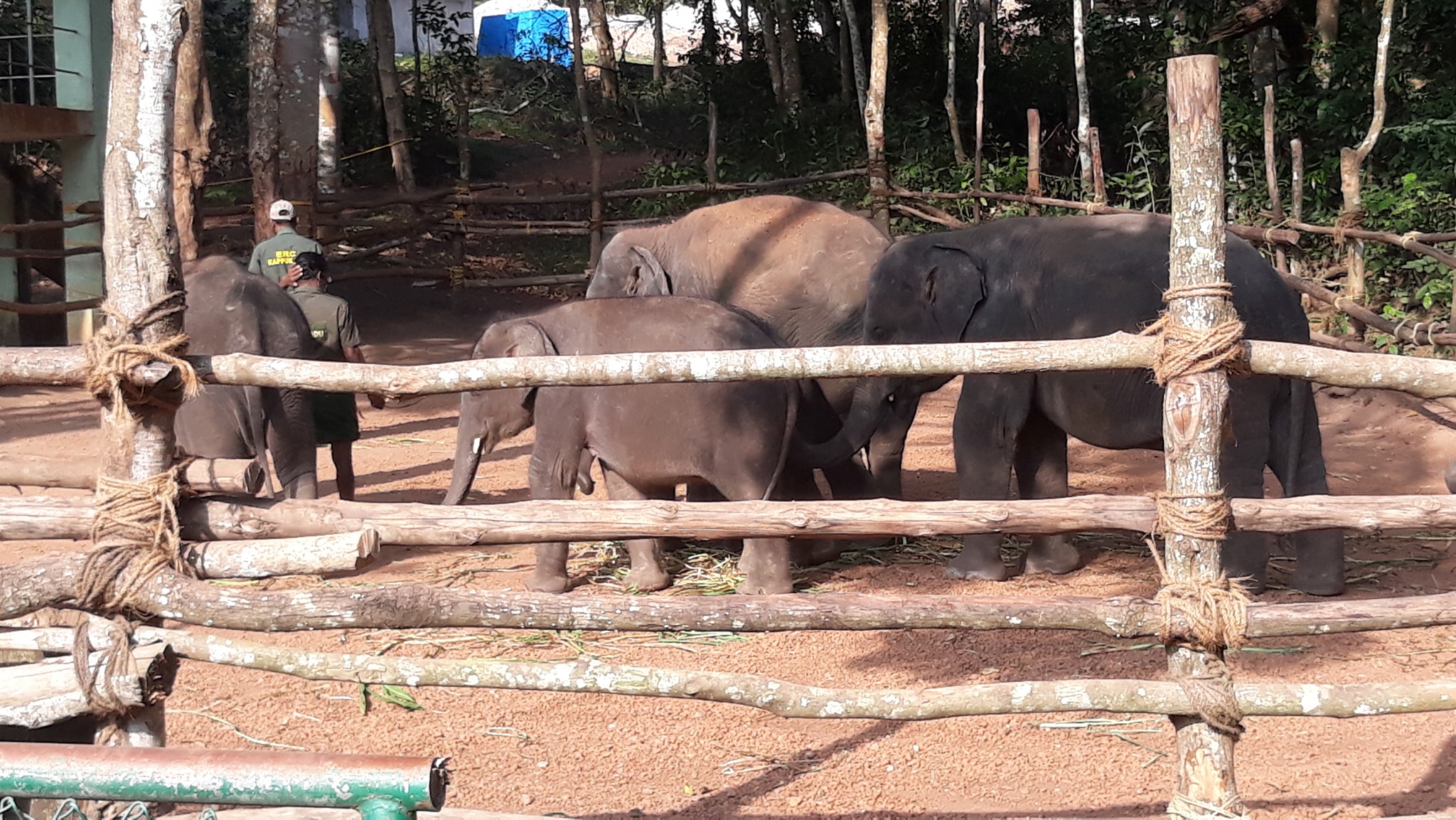 Kottur Elephant Rehabilitation Centre trivandrum