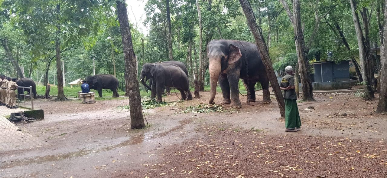 Kottur Elephant Sanctuary Thiruvananthapuram