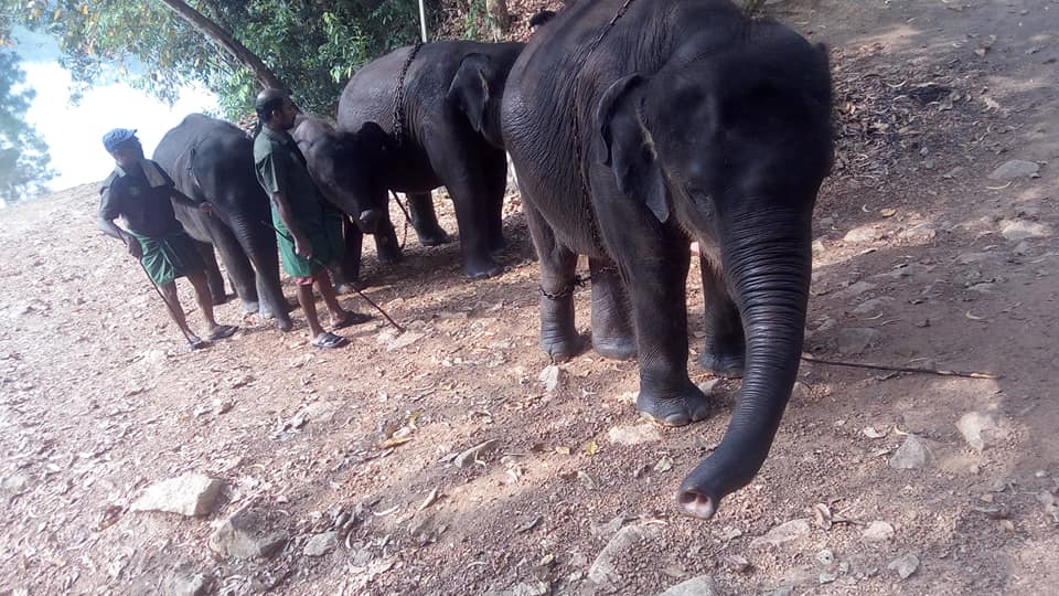 Elephant Rehabilitation Trivandrum