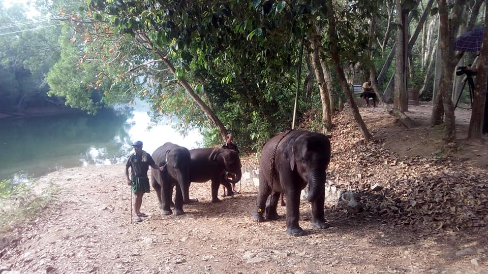 Elephants bathing at Kottur Elephant Sanctuary