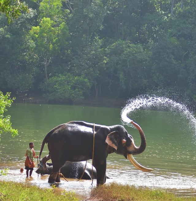 Kottur Elephant Rehabilitation Centre Trivandrum