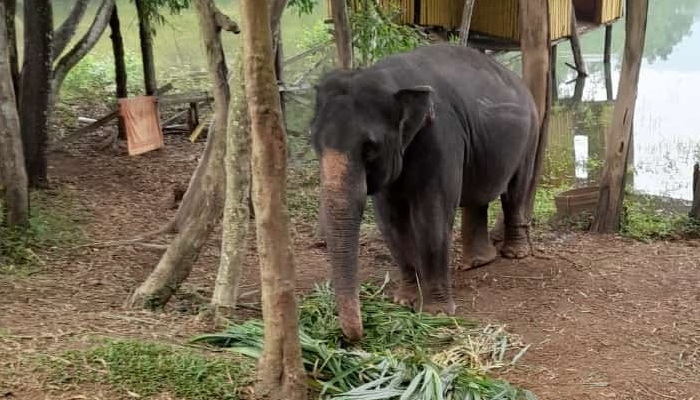 Baby elephant at Kottur elephant rehabilitation centre