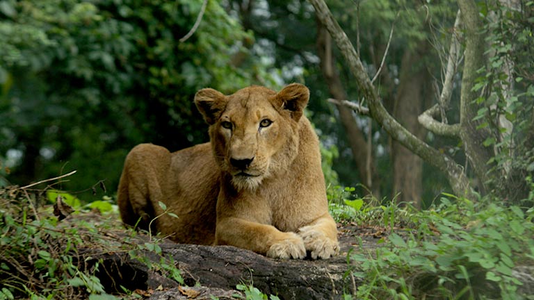 lion sighting in Neyyar Wildlife Sanctuary, Trivandrum